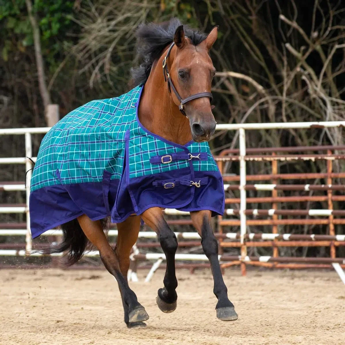 Economy Plaid Medium-Weight Horse Turnout Blanket - Pet's Shop