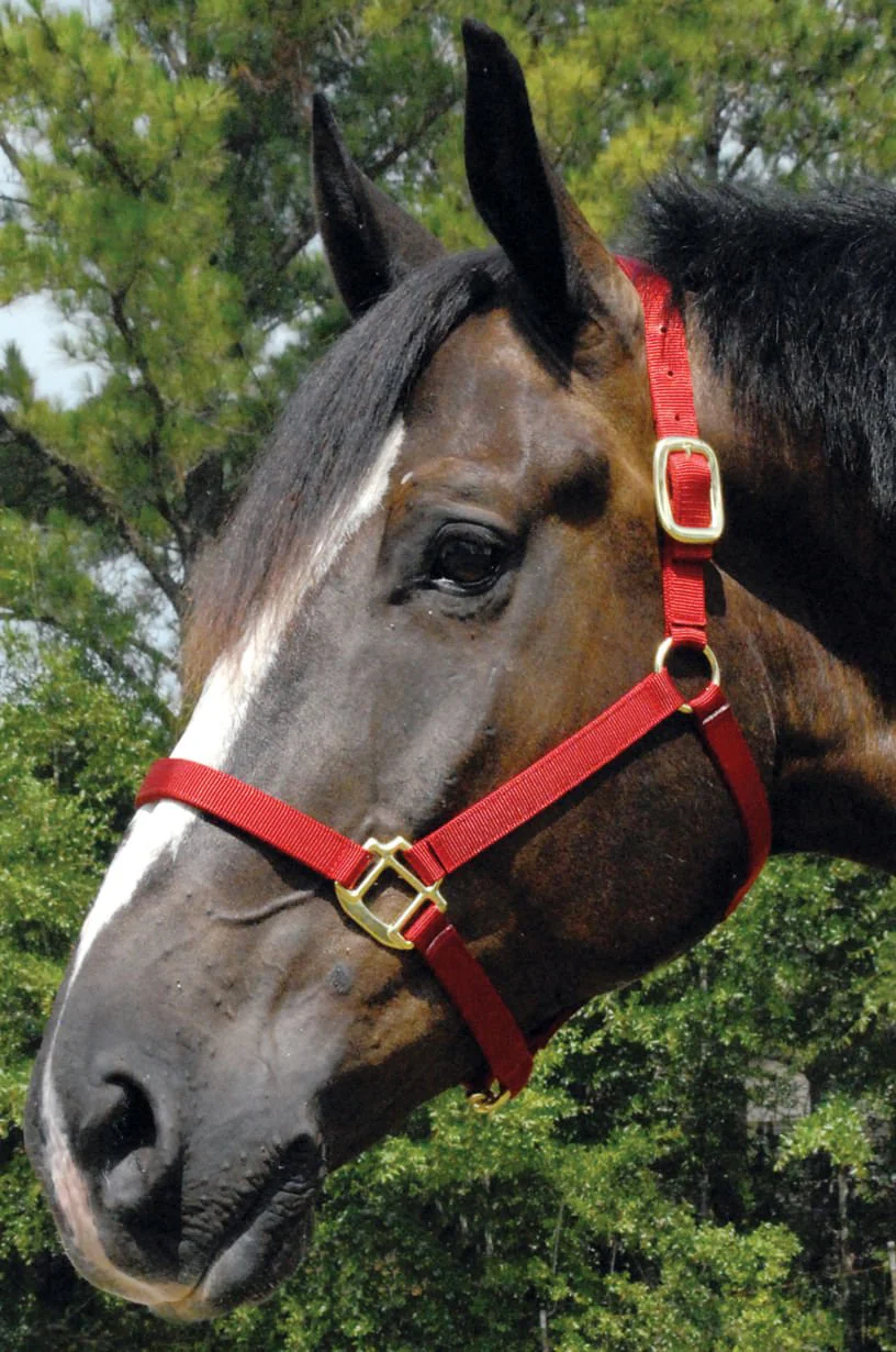 Premium Nylon Horse Halters - Pet's Shop