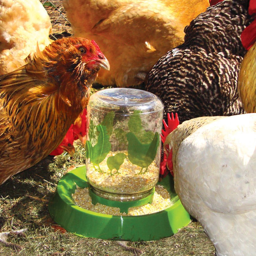 Lixit Chicken Waterer/Feeder - Pet's Shop