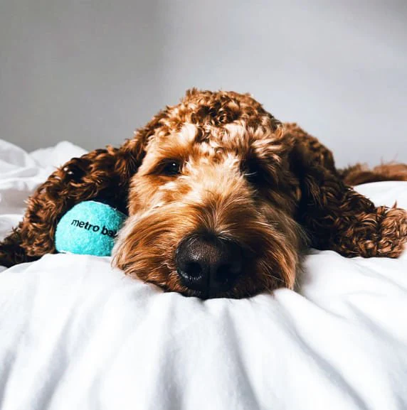 Metro Balls, 3 pk - Pet's Shop