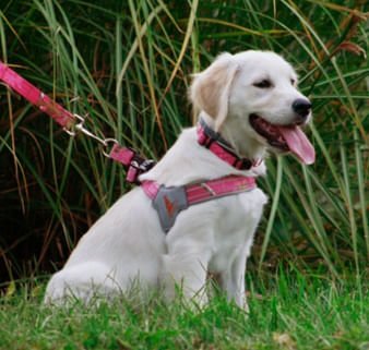 Doggy Tales Realtree Step In V Harness, Paradise Pink - Pet's Shop