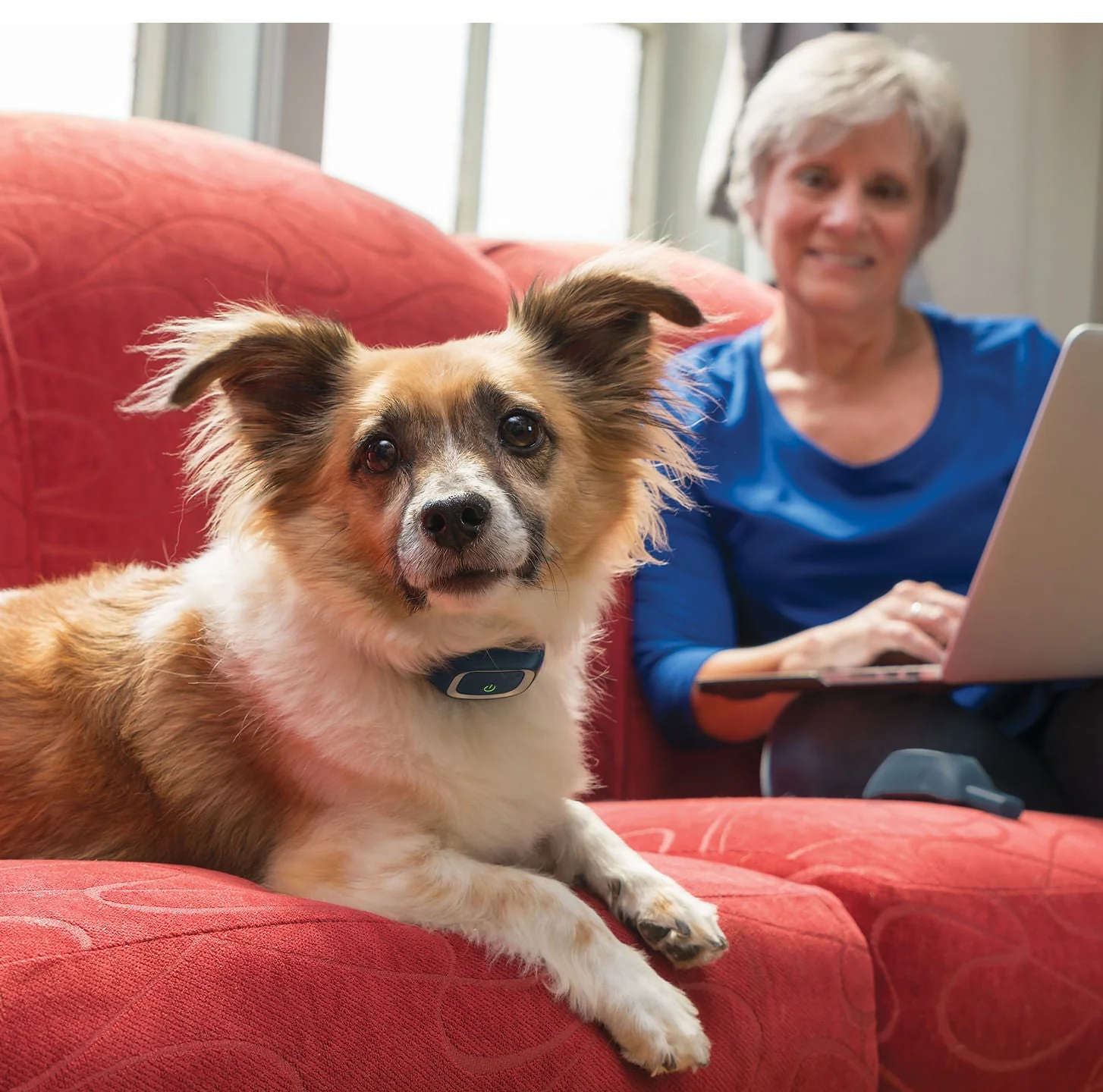 PetSafe 100 Yard Remote Trainers and Accessories - Pet's Shop