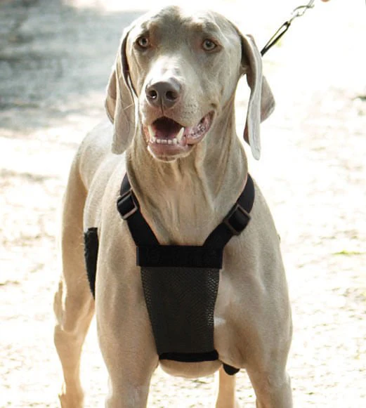 Sporn Non-Pulling Mesh Harness, Large/X-Large - Pet's Shop