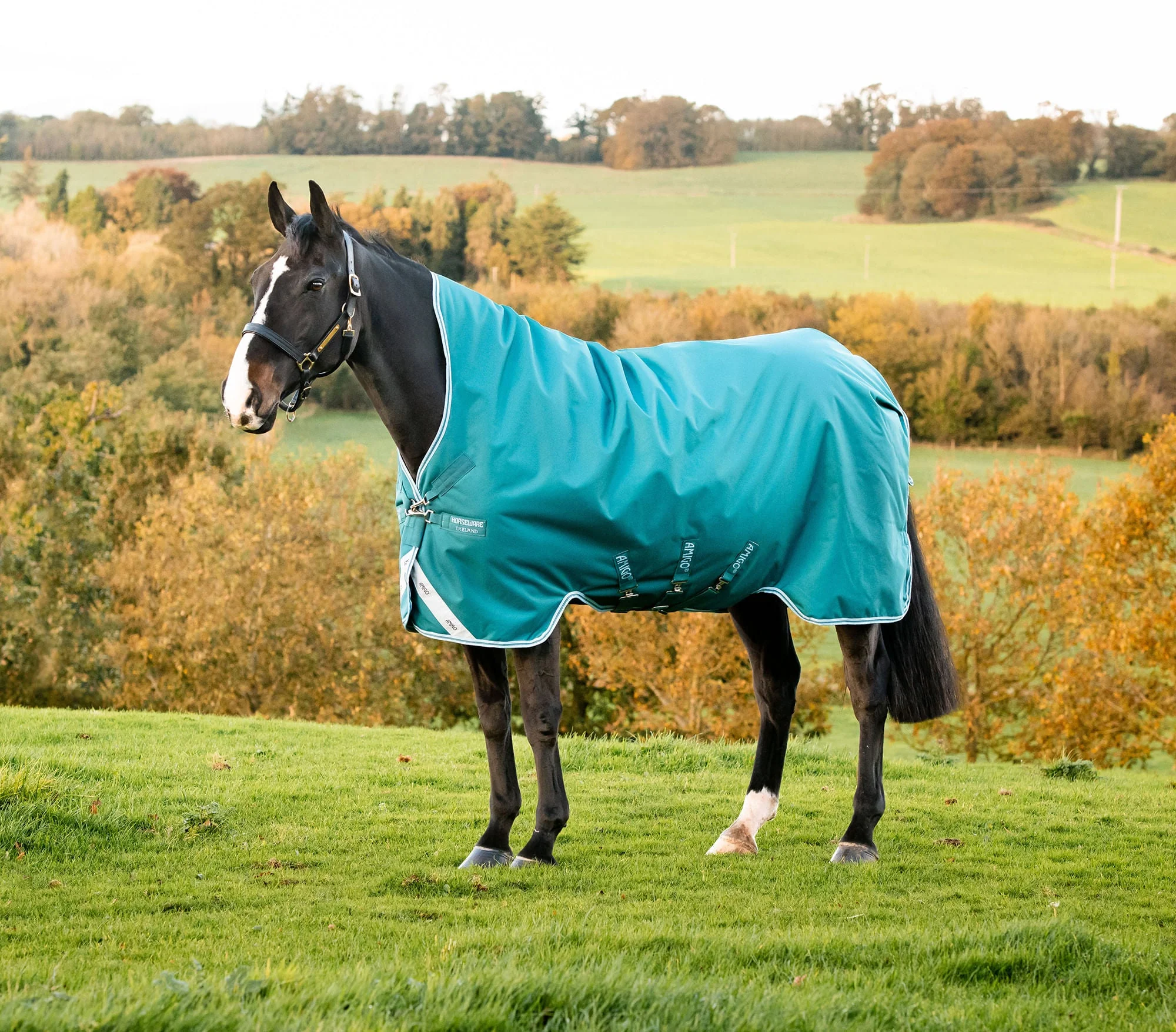 Amigo Bravo 12 Wug, 250 gram Horse Blanket, Storm Green - Pet's Shop