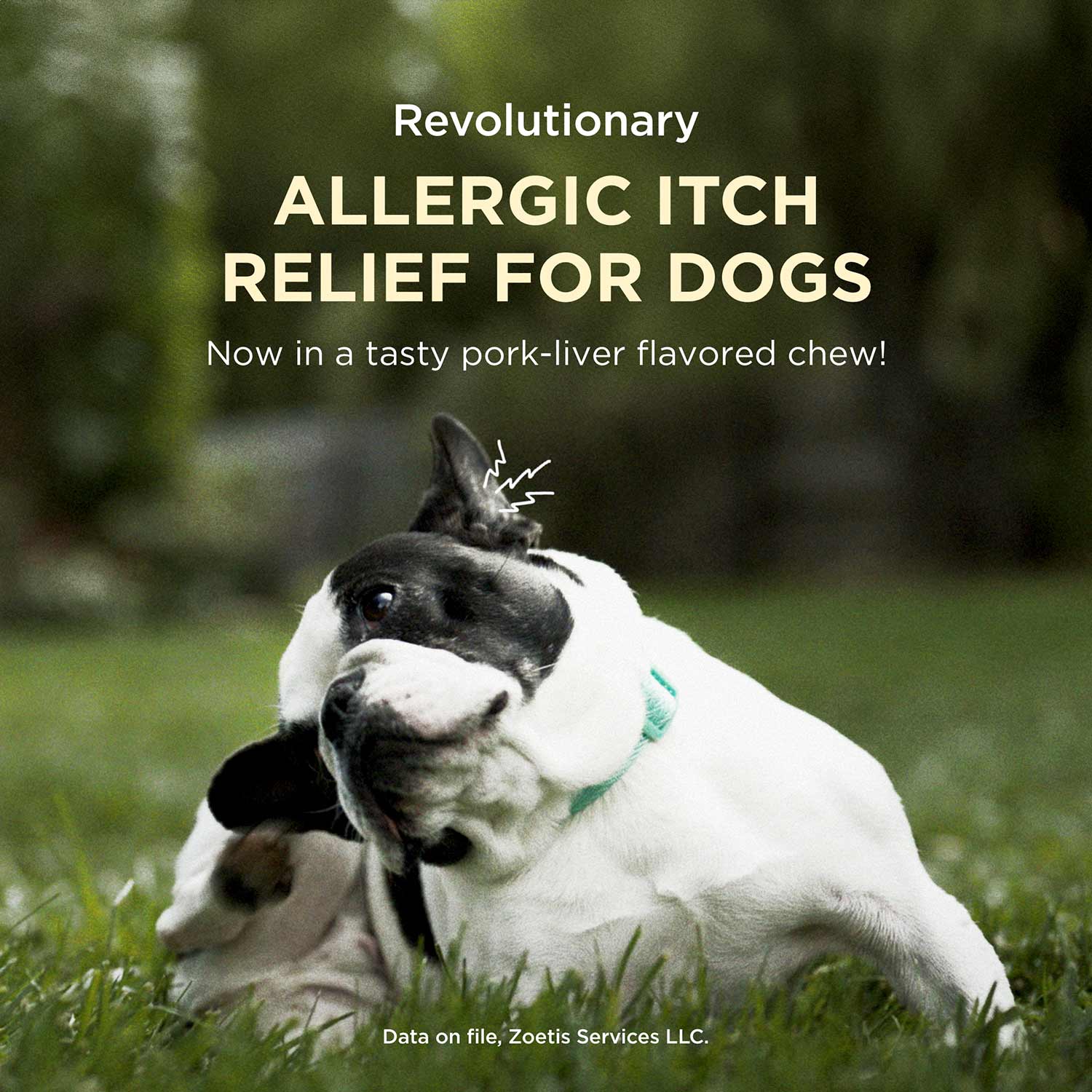 Apoquel (oclacitinib) Chewable Tablet for Dogs - Pet's Shop