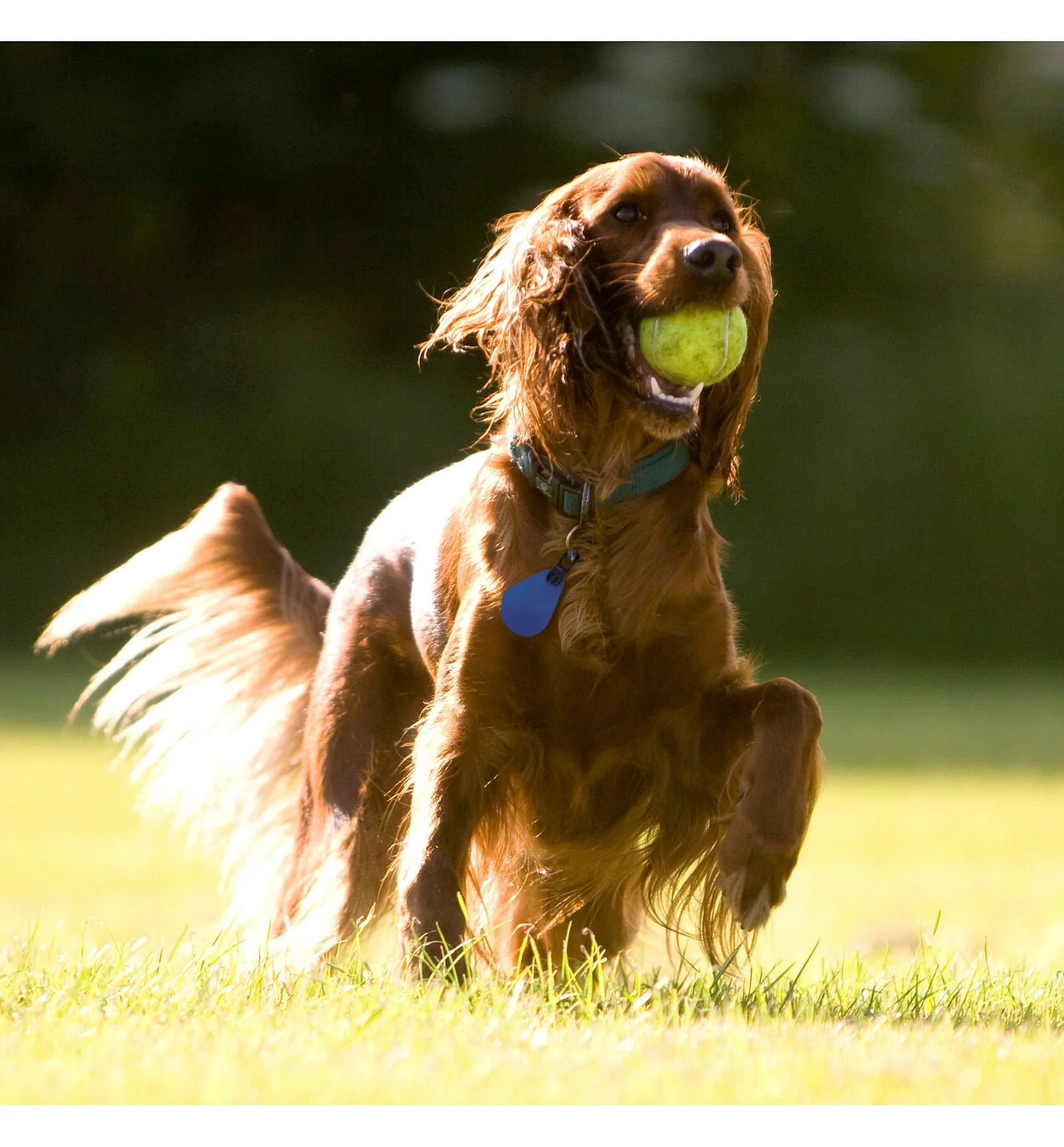 Spectra Shield Collar Medallion for Dogs - Pet's Shop