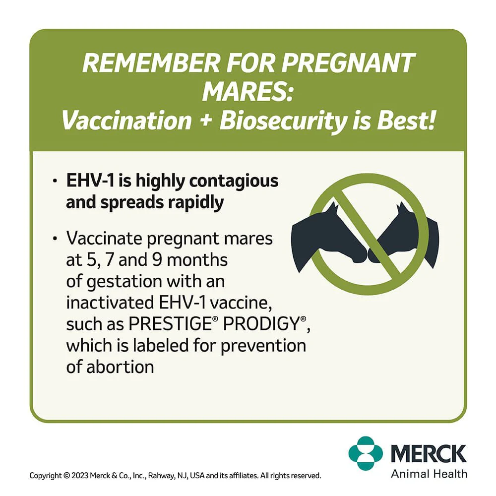 Prestige Prodigy - Pet's Shop