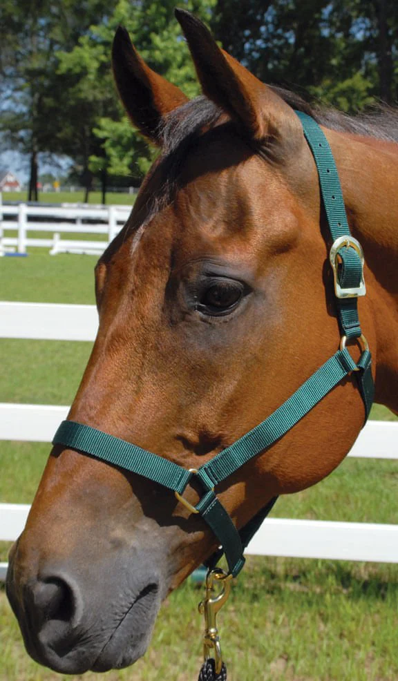Turnout Nylon Horse Halters - Pet's Shop
