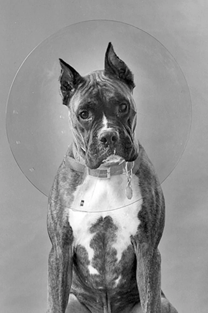 ClearCollar Elizabethan Restraint Collar, Size 18 - Pet's Shop