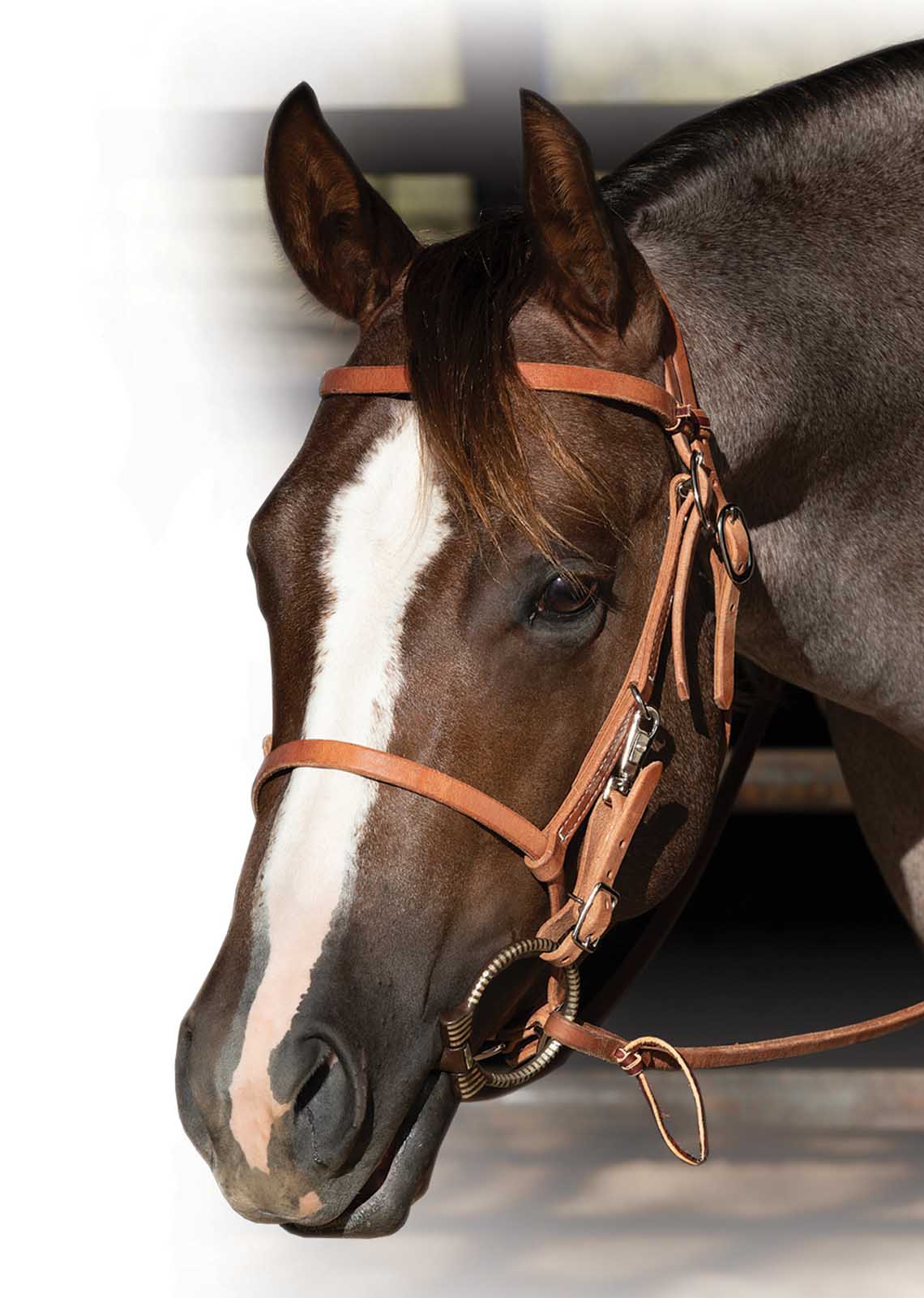 Professional's Choice Trail Bridle - Pet's Shop