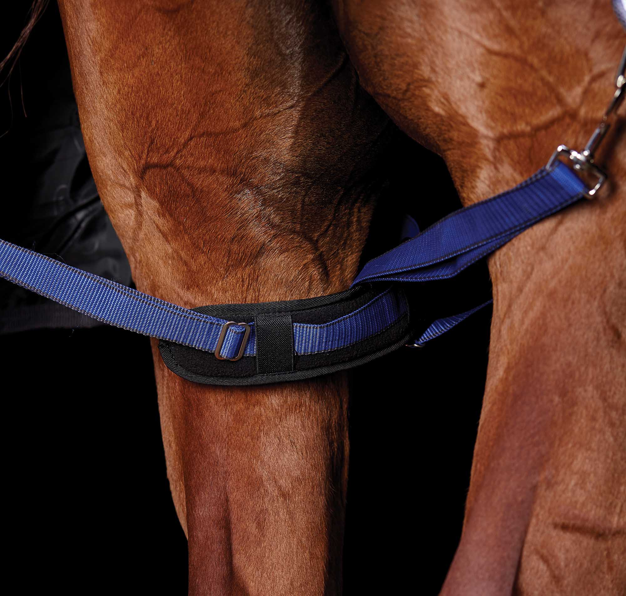 WeatherBeeta Padded Hind Leg Straps, Pair - Pet's Shop