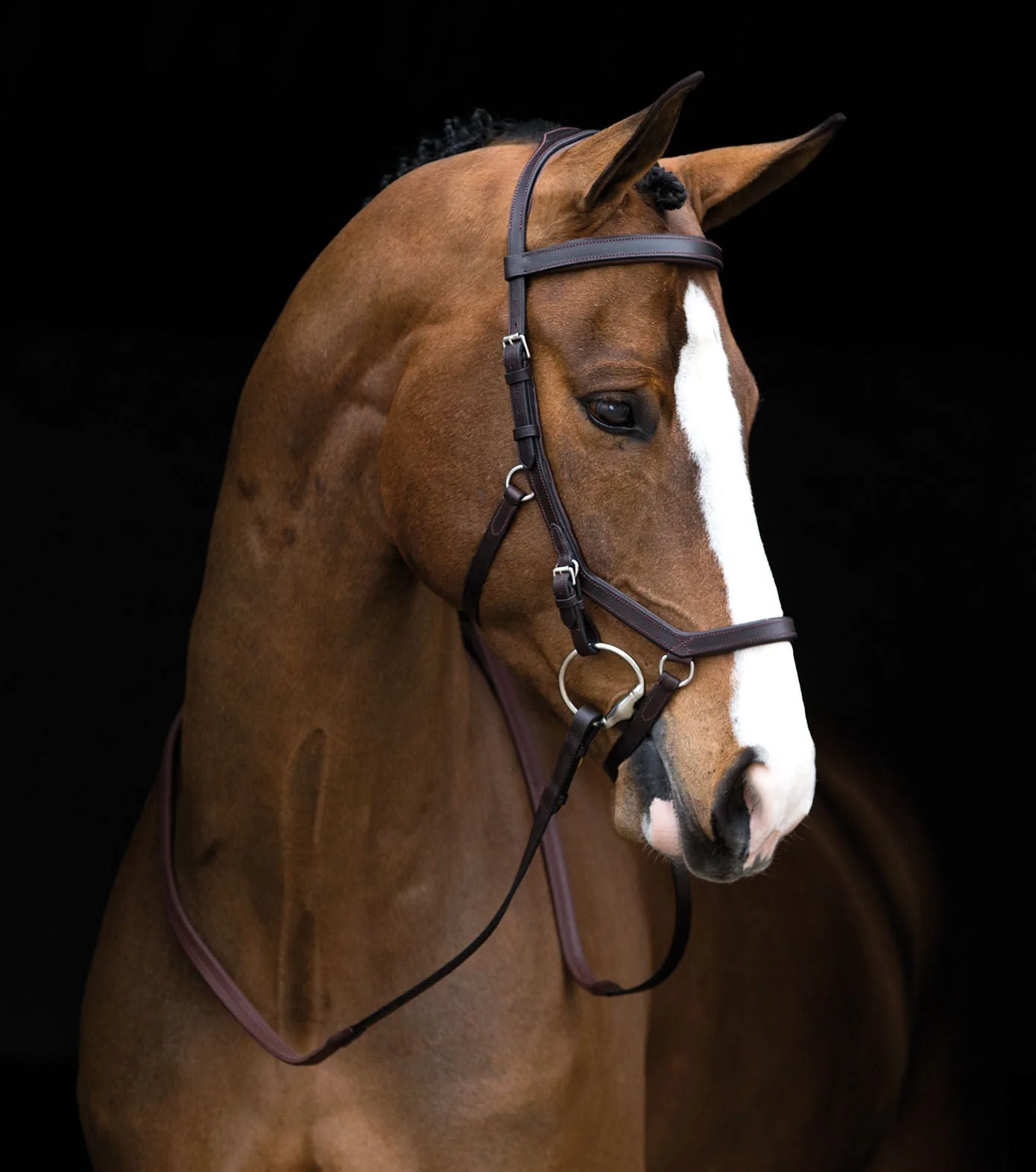 Rambo Micklem Competition Bridle, Dark Havana - Pet's Shop