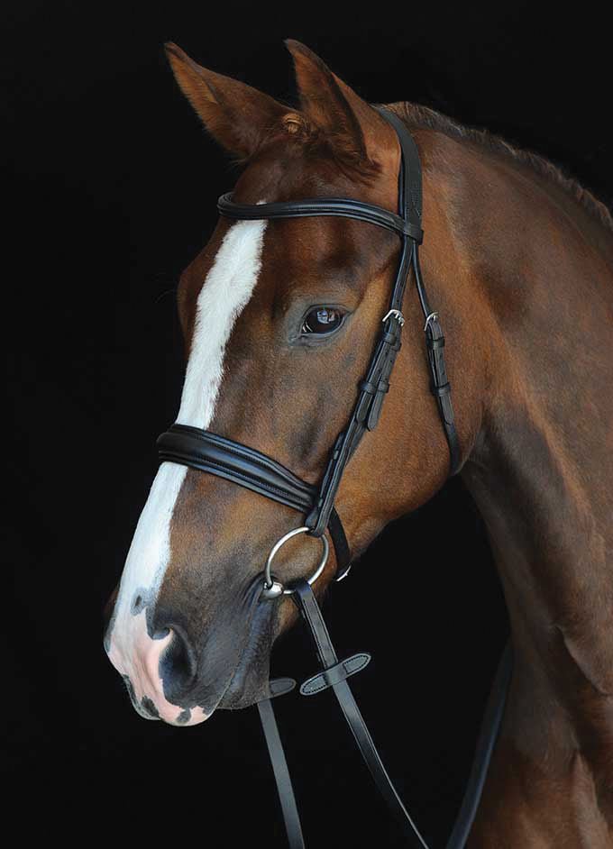 Collegiate Mono Crown Padded Raised Cavesson Bridle - Pet's Shop