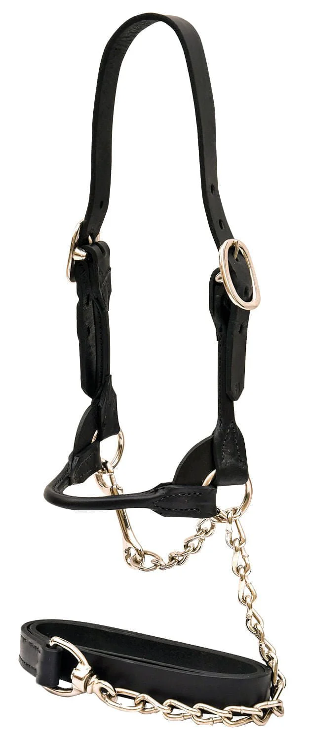 Weaver Leather Classic Rounded Cattle Show Halter, Large - Pet's Shop