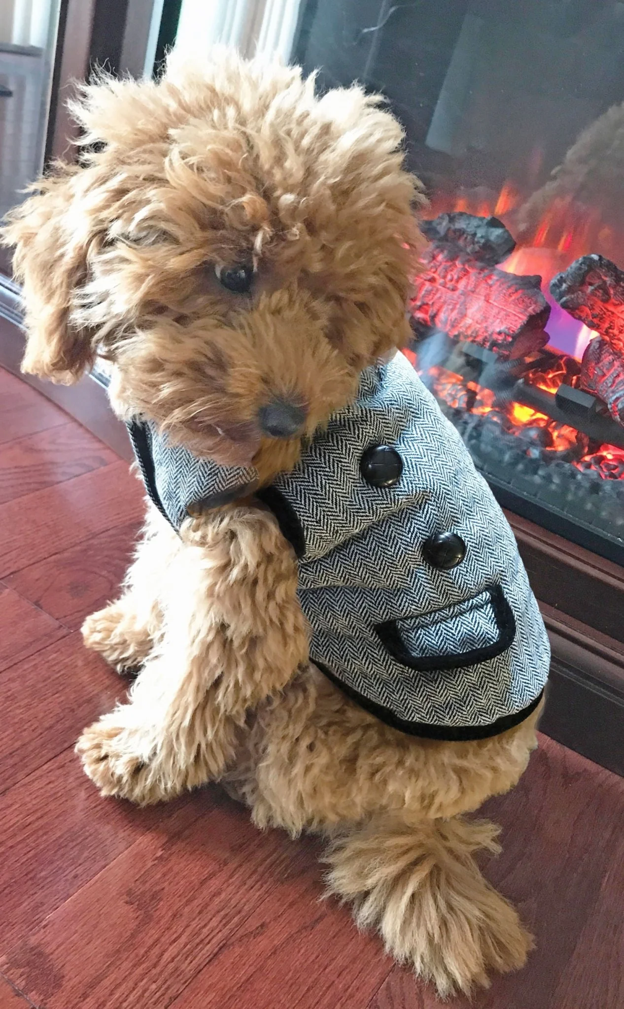 Classic Tweed Dog Coat, Black/White - Pet's Shop