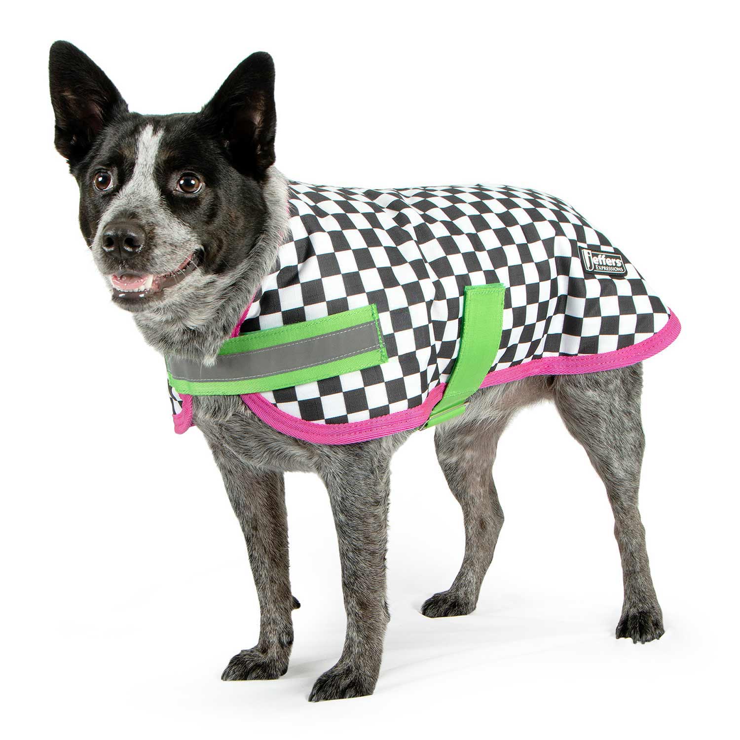 Expression Waterproof Ripstop Dog Coat, Skater Pup - Pet's Shop
