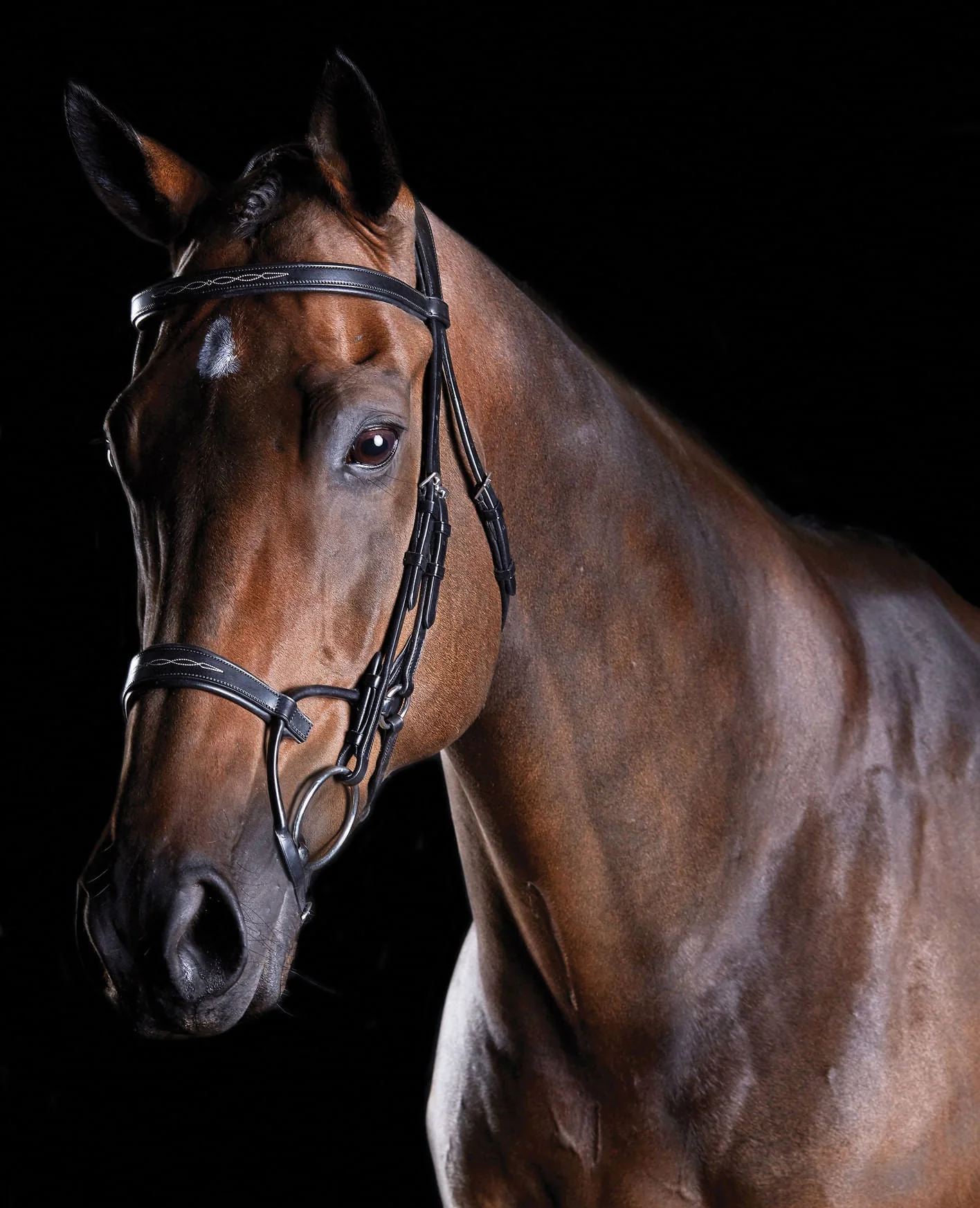 Collegiate ComFITec Fancy Stitch Bridle - Pet's Shop