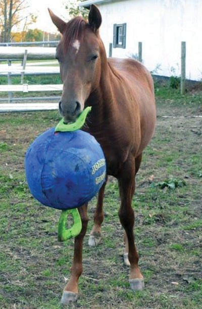 Jolly Tug Inflatable Ball with 2 Handles - Horse Toy - Pet's Shop