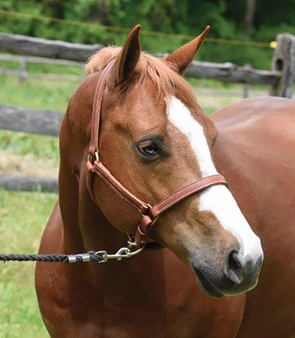Perri's Value Leather Horse Halter, Chestnut - Pet's Shop