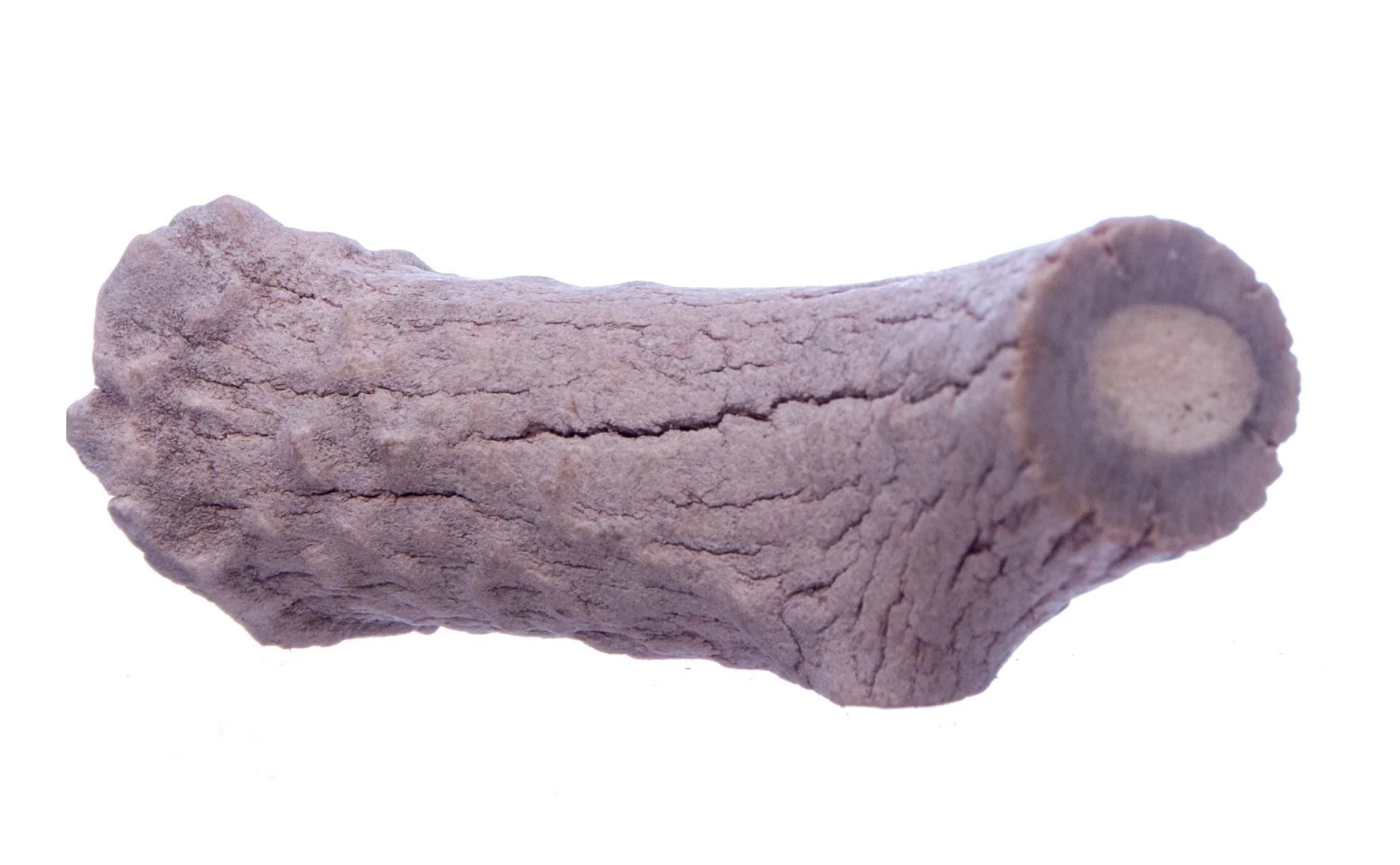 Antlerz - Pet's Shop