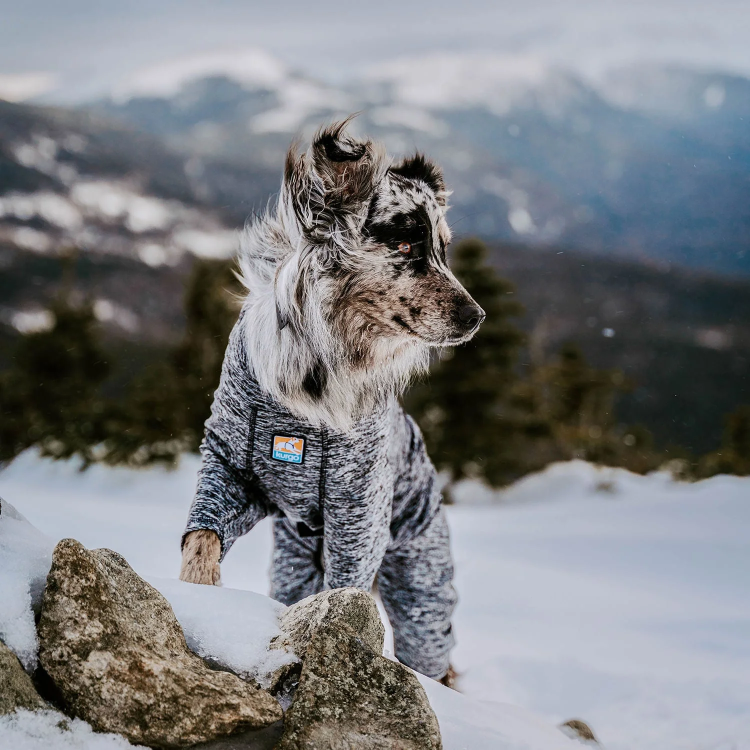 Kurgo Stowe Base Layer - Pet's Shop