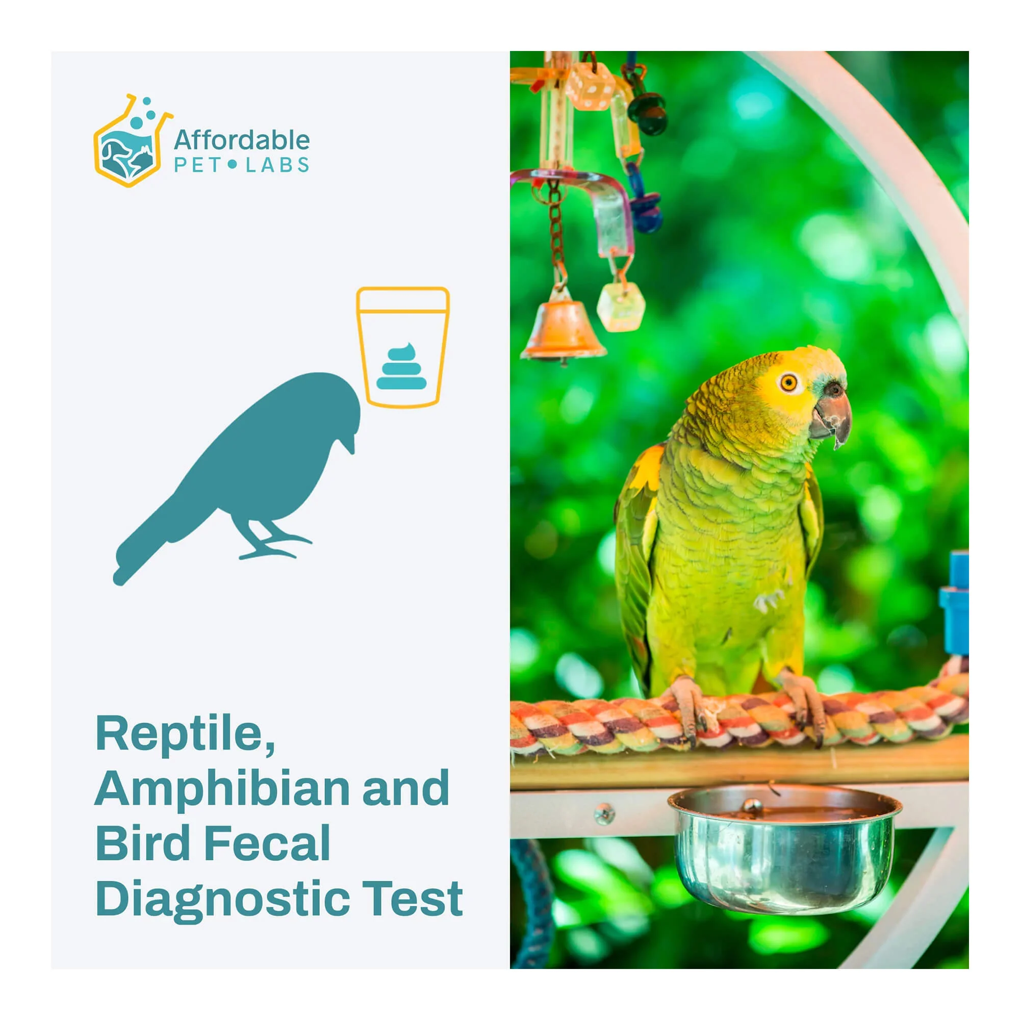 Affordable Pet Labs - Reptile, Amphibian & Bird Fecal Diagnostic Test, Easy Home Kit - Pet's Shop