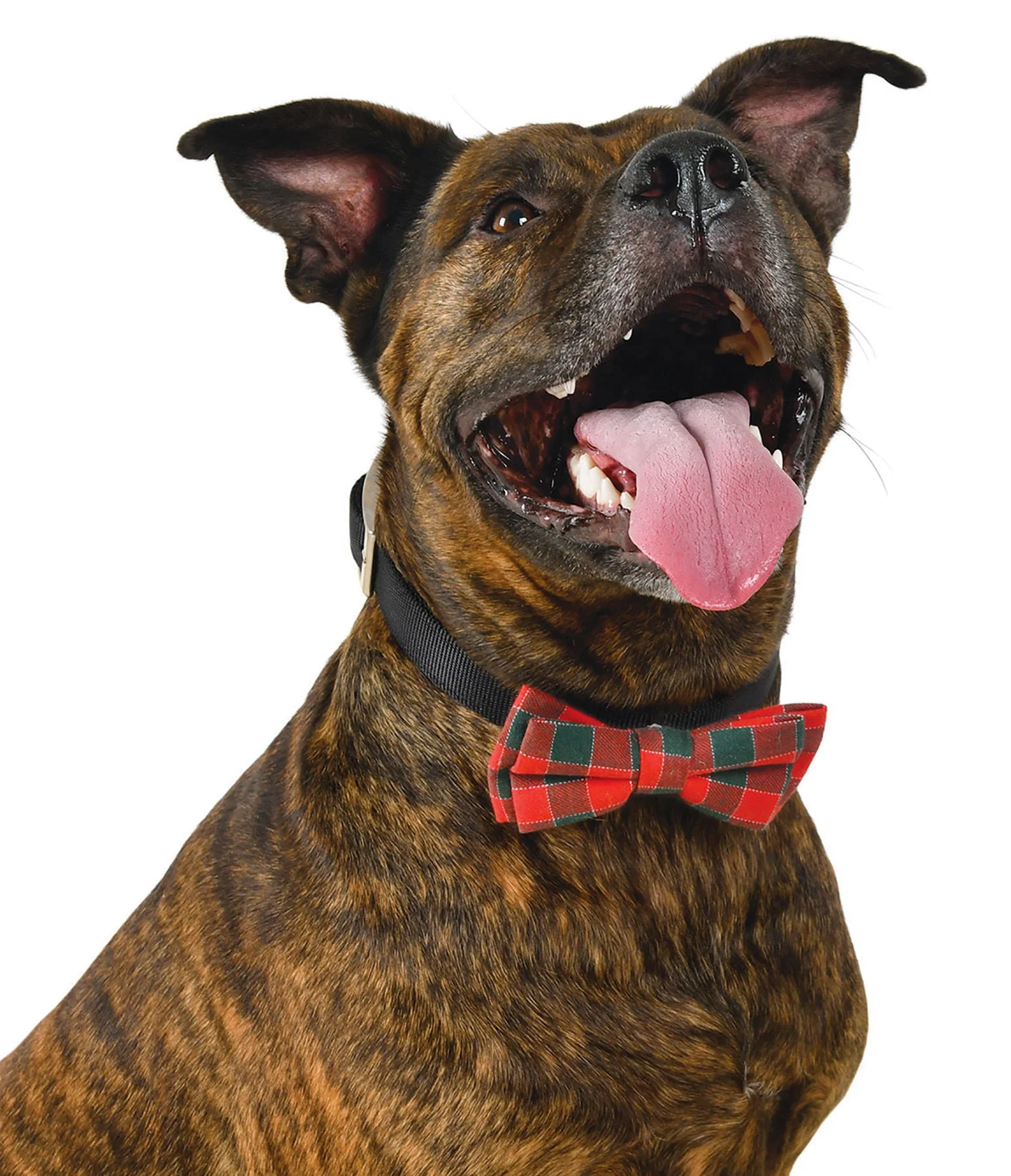 Plaid Holiday Bow Tie by Fashion Pet - Pet's Shop