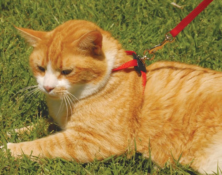 Size Right! Adjustable Cat Harness - Pet's Shop