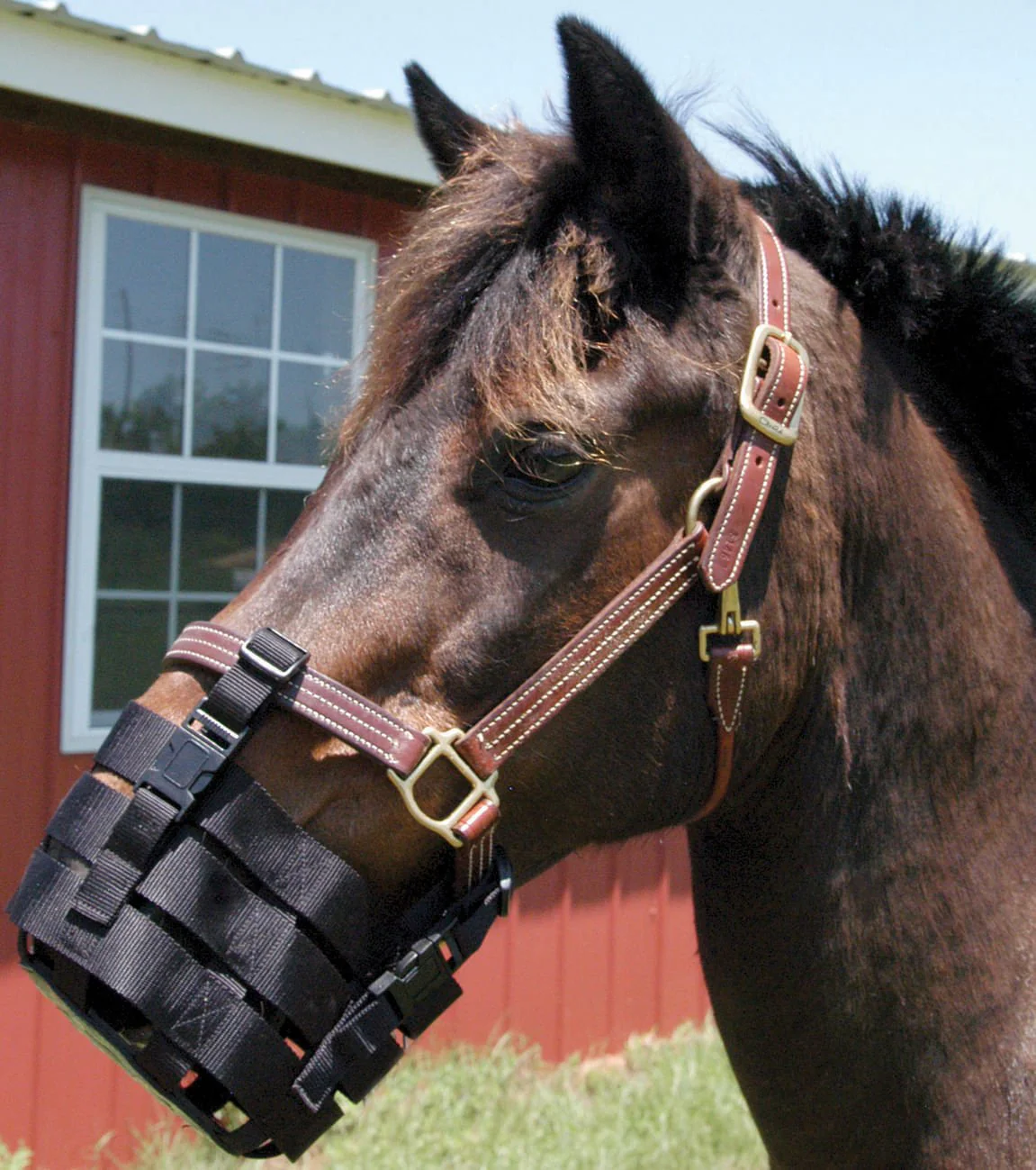 Anti-Grazing Muzzle - Pet's Shop