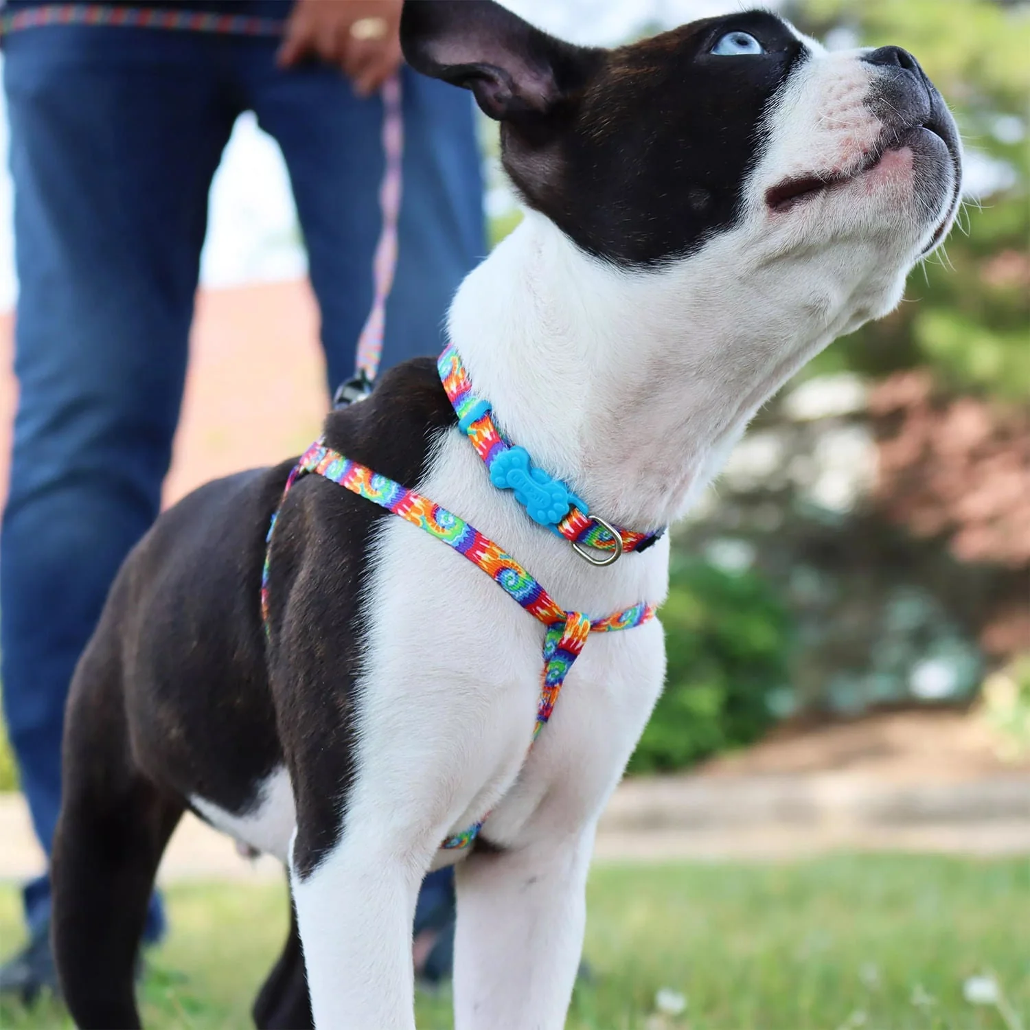 Li'l Pals Adjustable Patterned Dog Collar - Pet's Shop