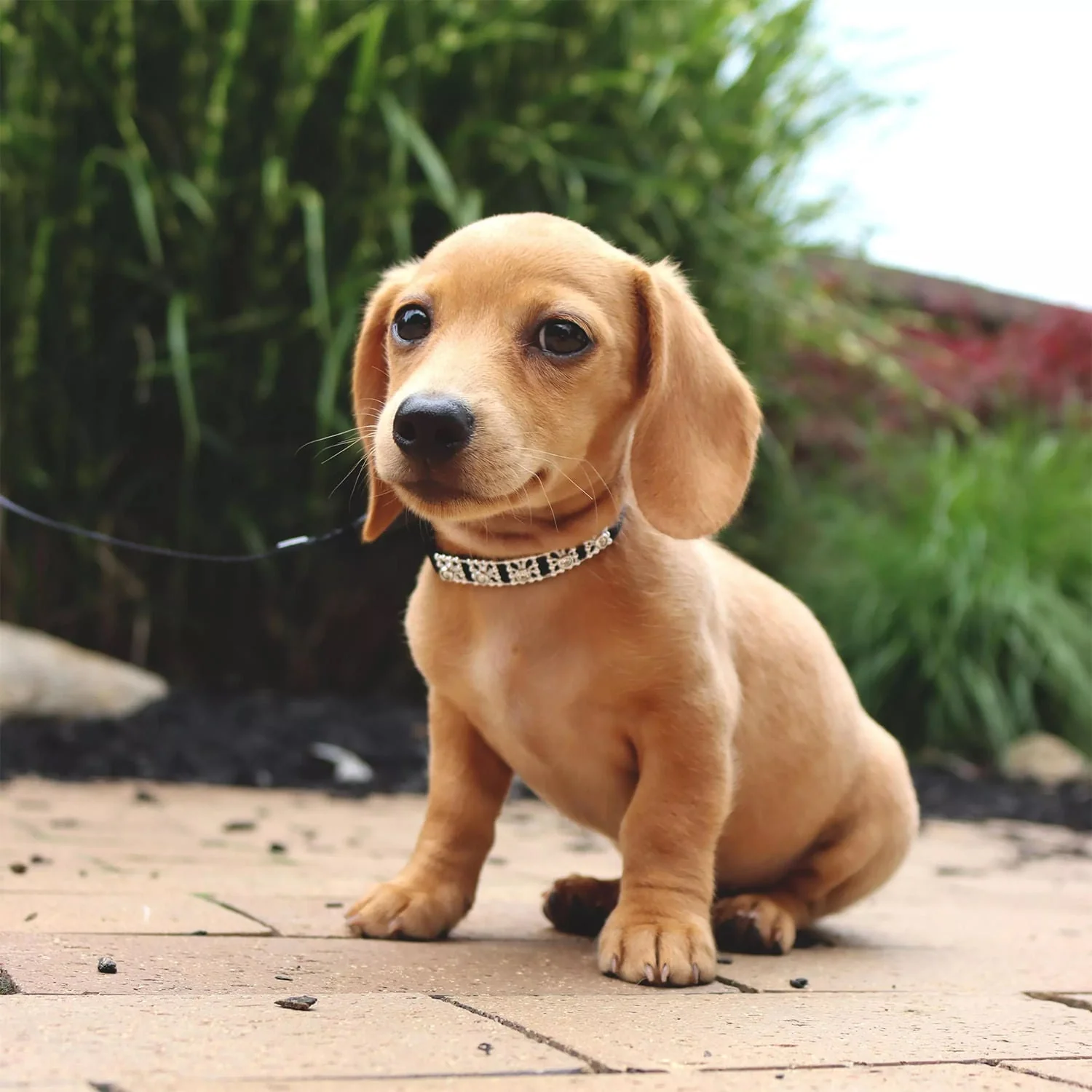 Coastal Jeweled Dog Collar - Pet's Shop