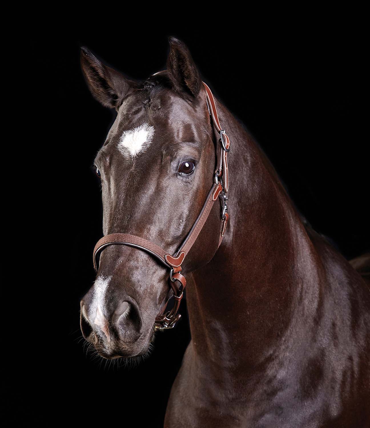 Collegiate ComFITec Halter - Pet's Shop