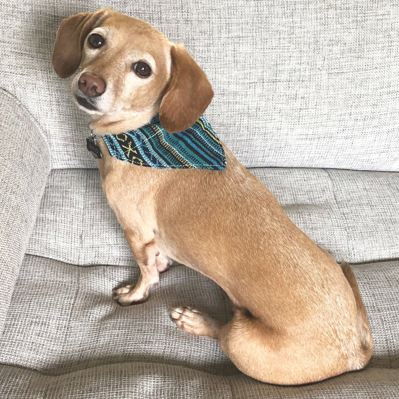 Walking Palm Dog Bandana - Pet's Shop