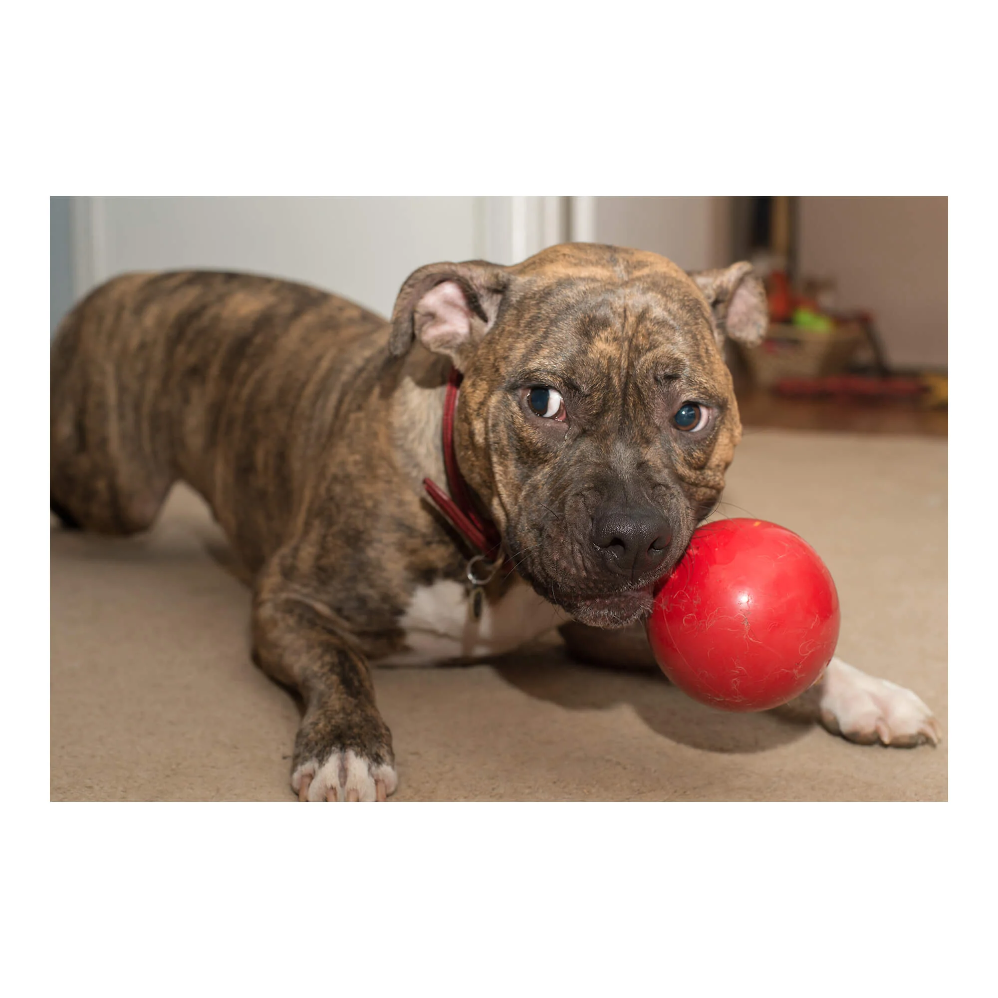 Jolly Tug-N-Toss, Mini - Pet's Shop