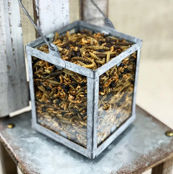 Happy Hen Bug Bonanza, Mealworm & Bug Blend - Pet's Shop