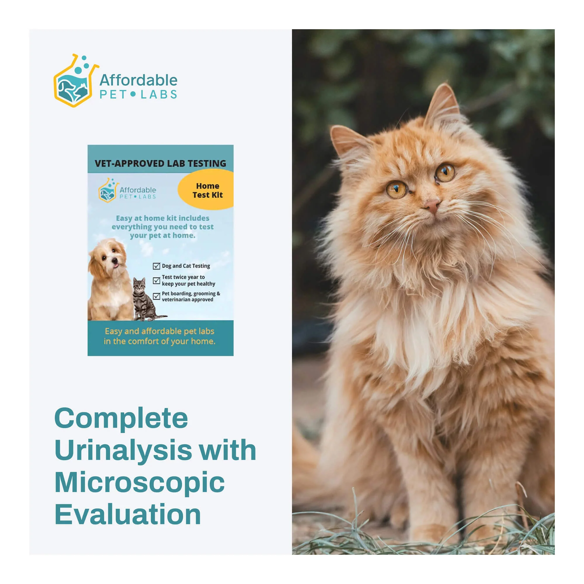 Affordable Pet Labs - Complete Urinalysis with Microscopic Evaluation For Cats, Easy Home Test Kit - Pet's Shop