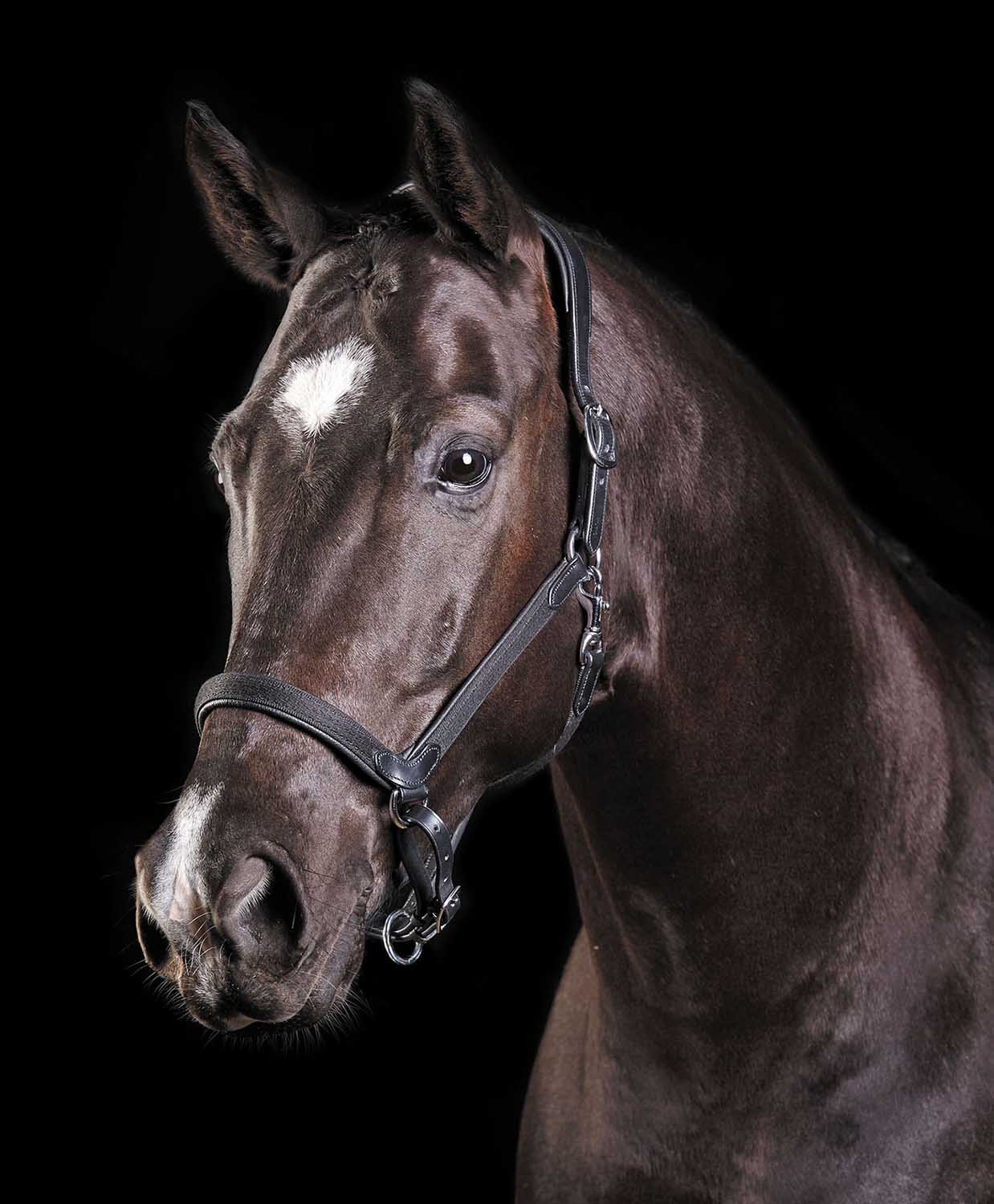 Collegiate ComFITec Halter - Pet's Shop