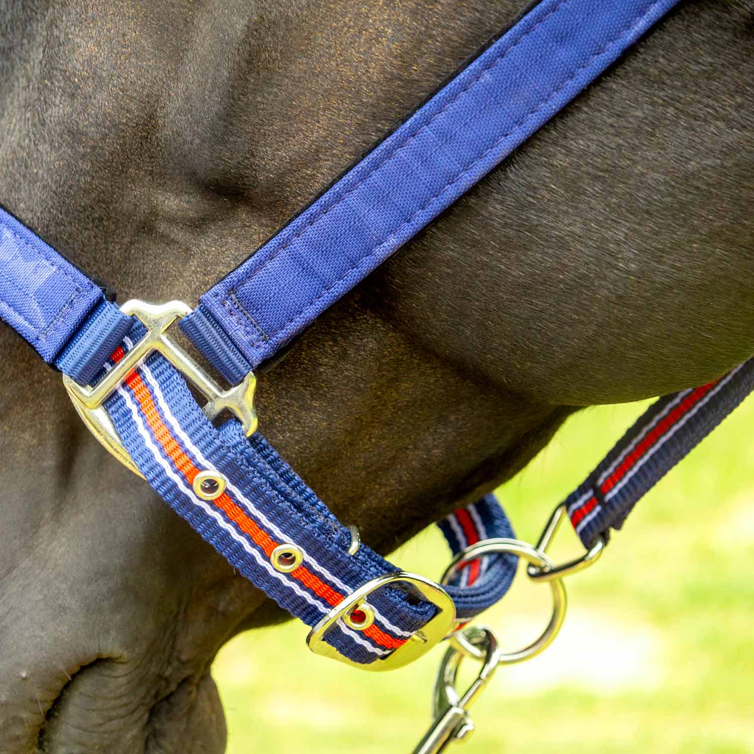 Poplar Head Nylon Horse Halter & Lead Matching Set, Full Size - Pet's Shop