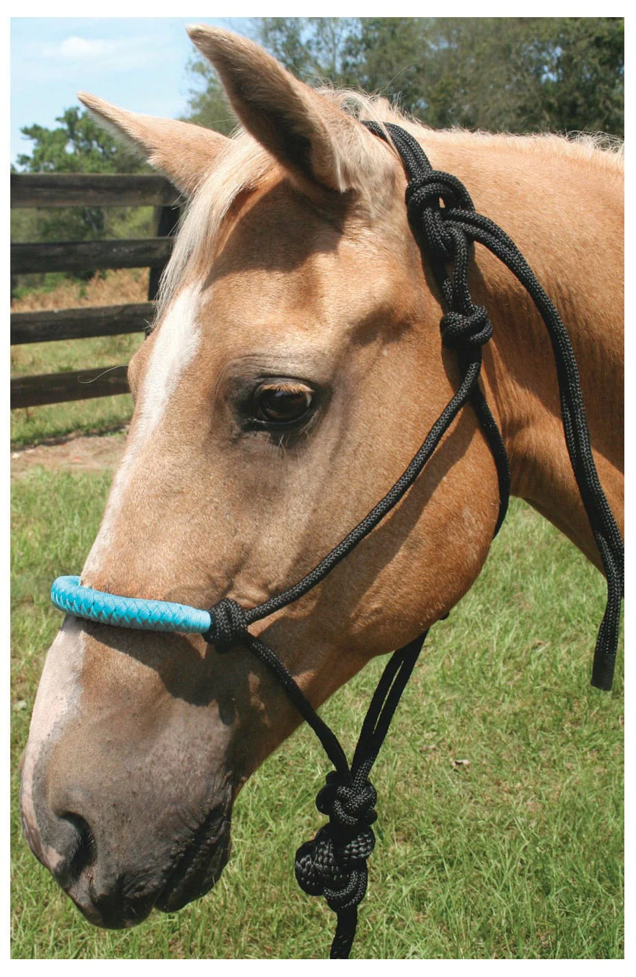 Solid Nose Braided Poly Rope Horse Halter & Lead Set - Pet's Shop