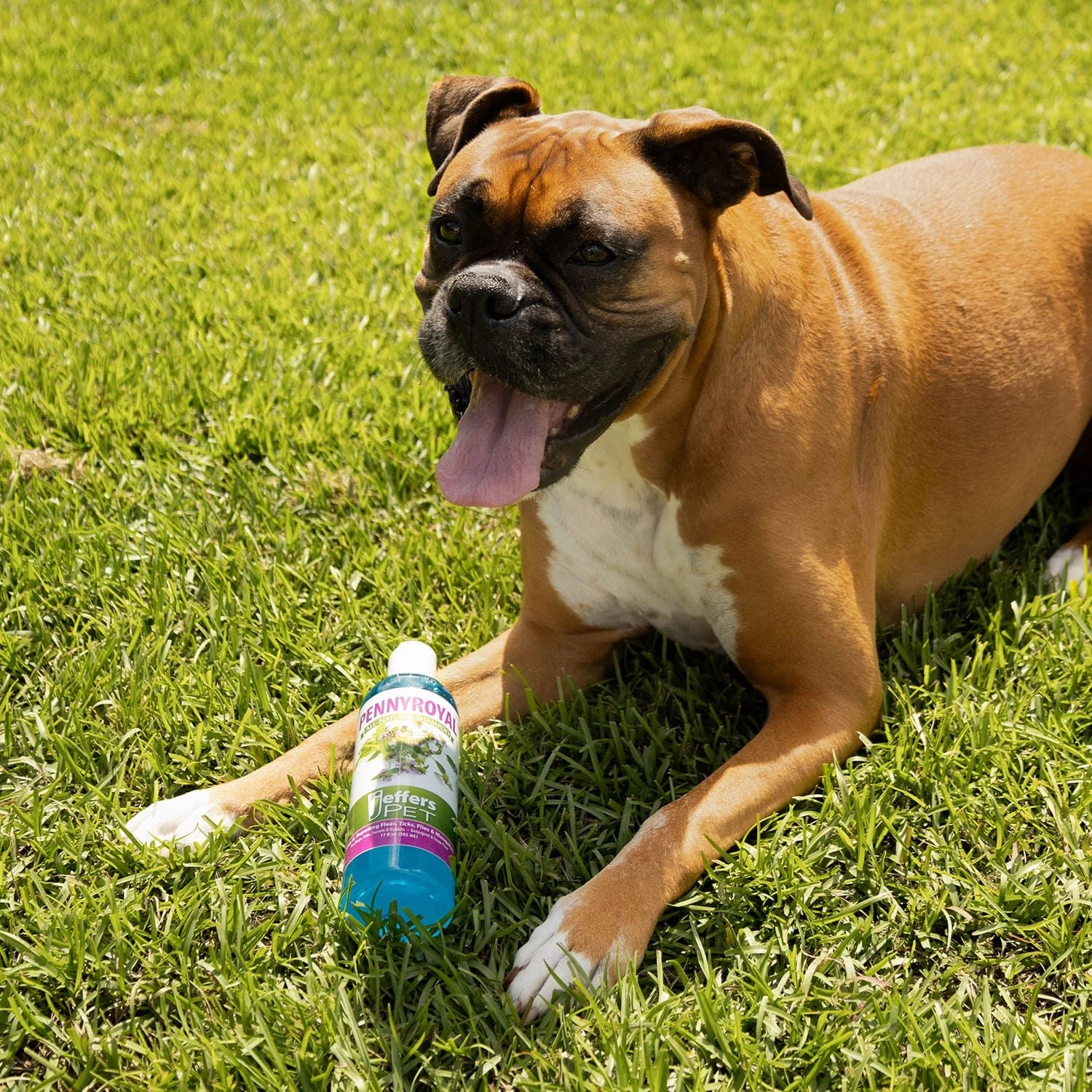 Pennyroyal Natural Shampoo for Dogs and Cats - Pet's Shop