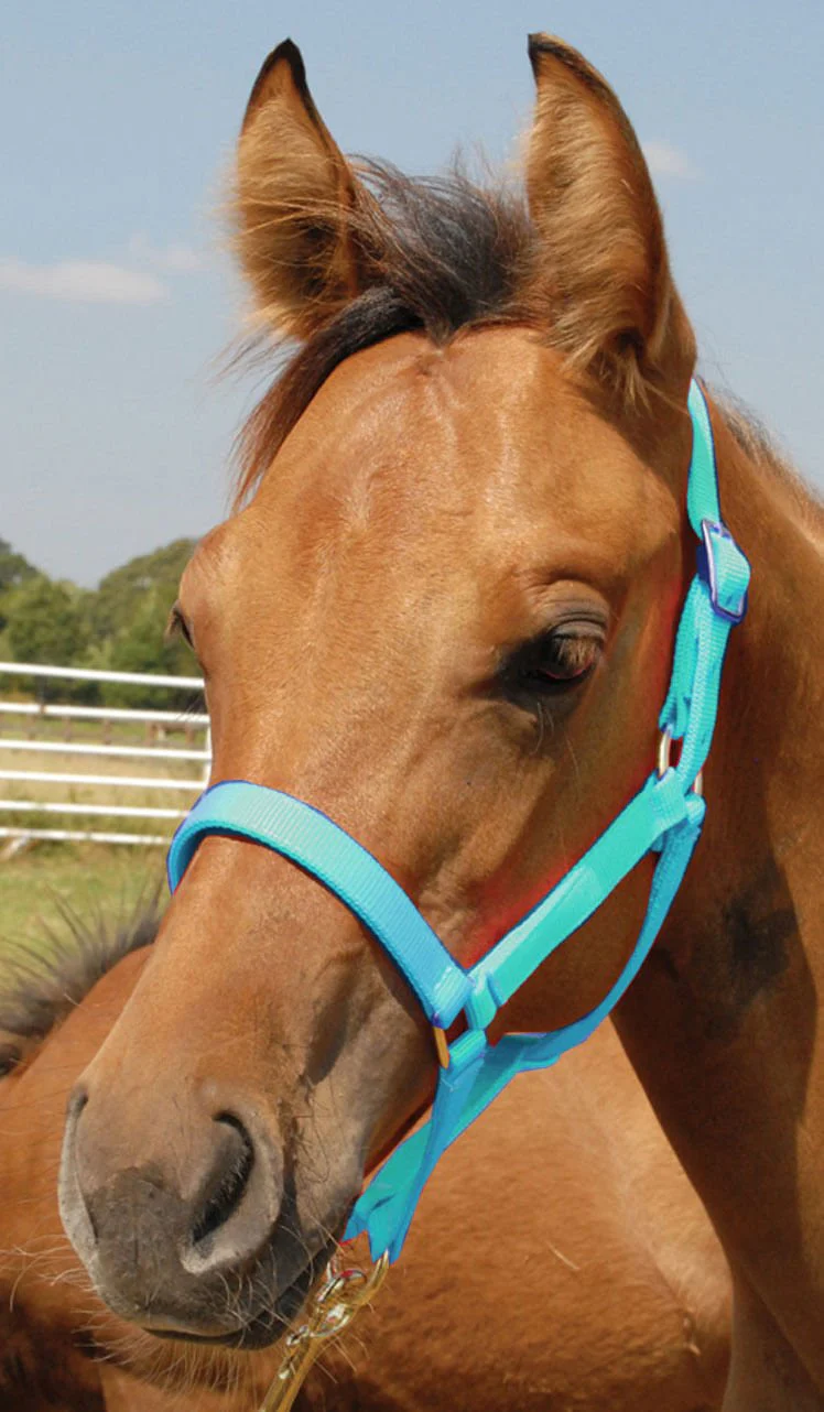 Nylon Foal & Pony Halter - Pet's Shop