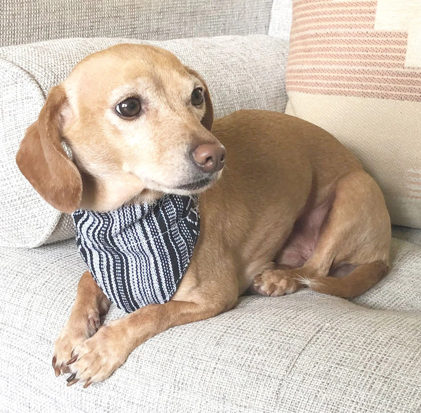 Walking Palm Dog Bandana - Pet's Shop