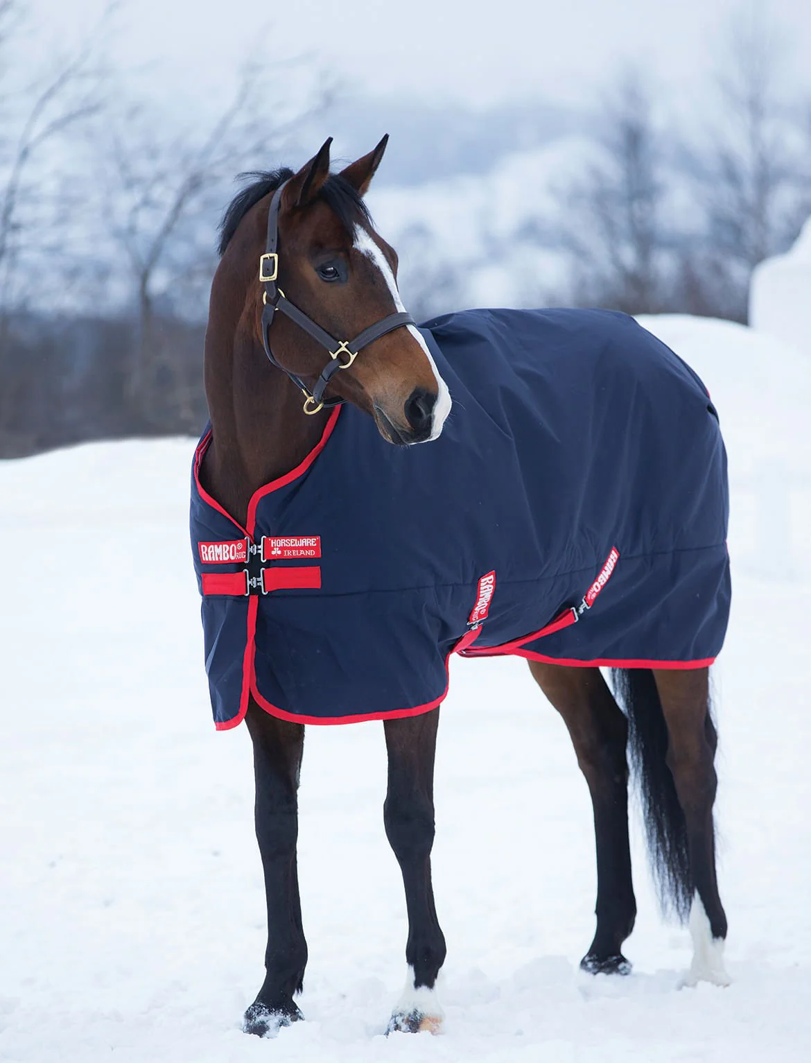 Rambo Original Medium Weight Horse Turnout Blanket - Pet's Shop