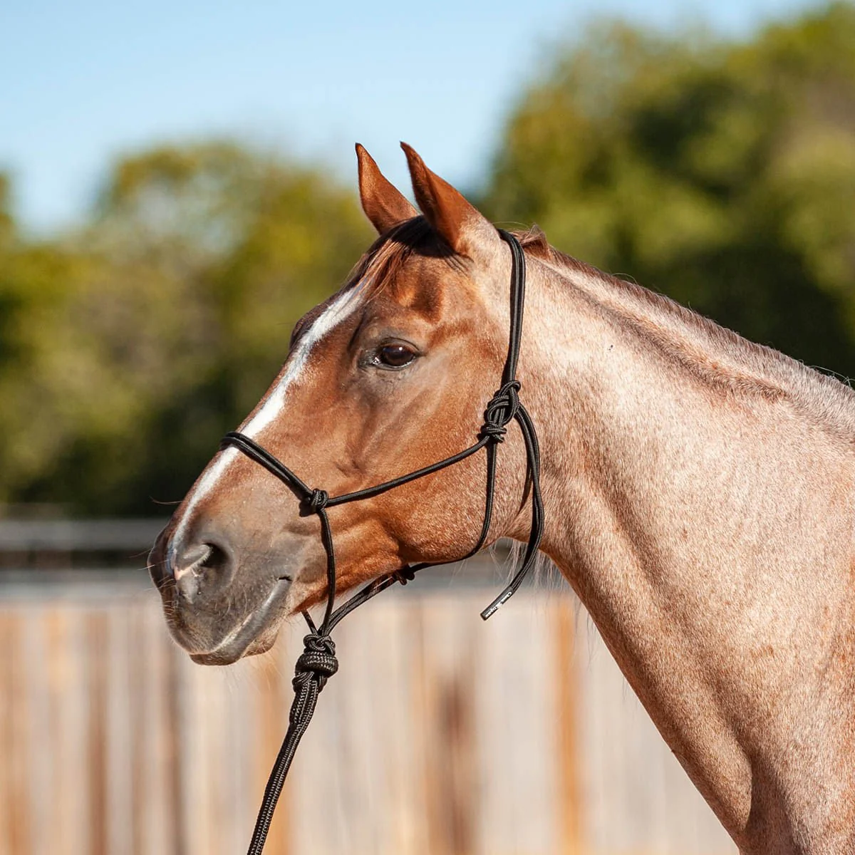Classic Equine Econo Rope Halter with 8' Leadrope - Pet's Shop