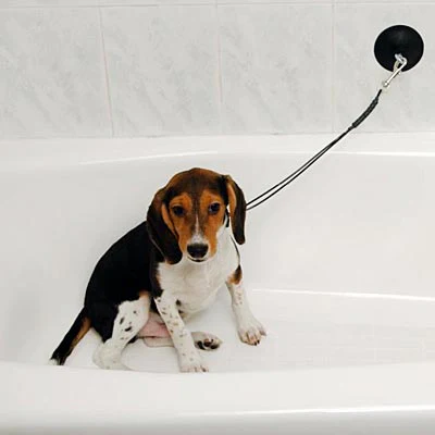 Dog Stay 'n Wash Grooming Noose - Pet's Shop