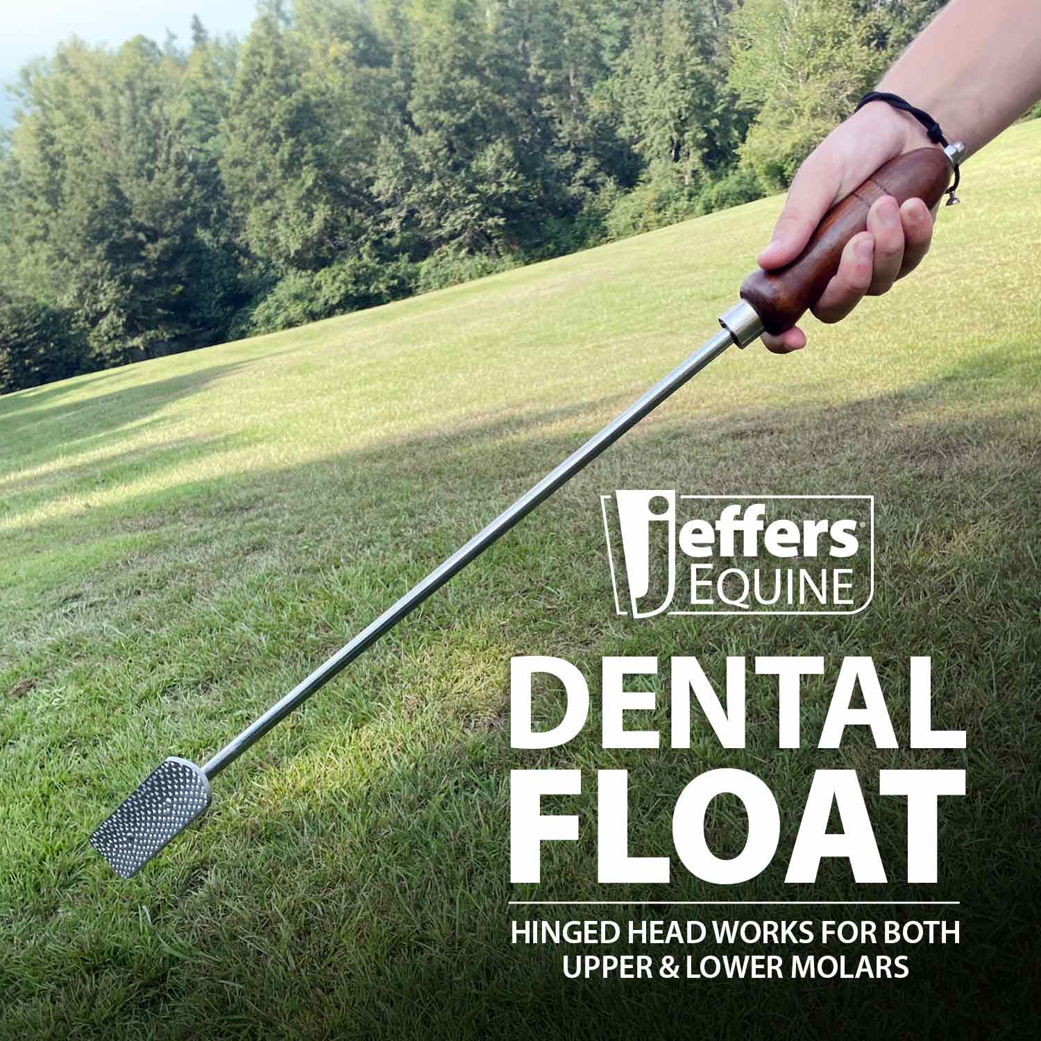 Horse Dental Float (& Replacement Blades) - Pet's Shop