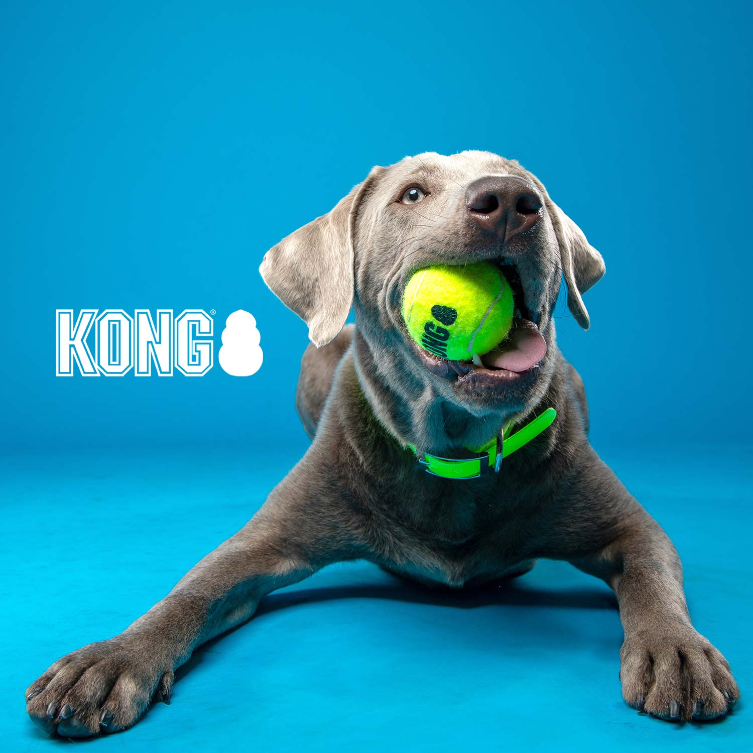 KONG SqueakAir Tennis Ball - Pet's Shop