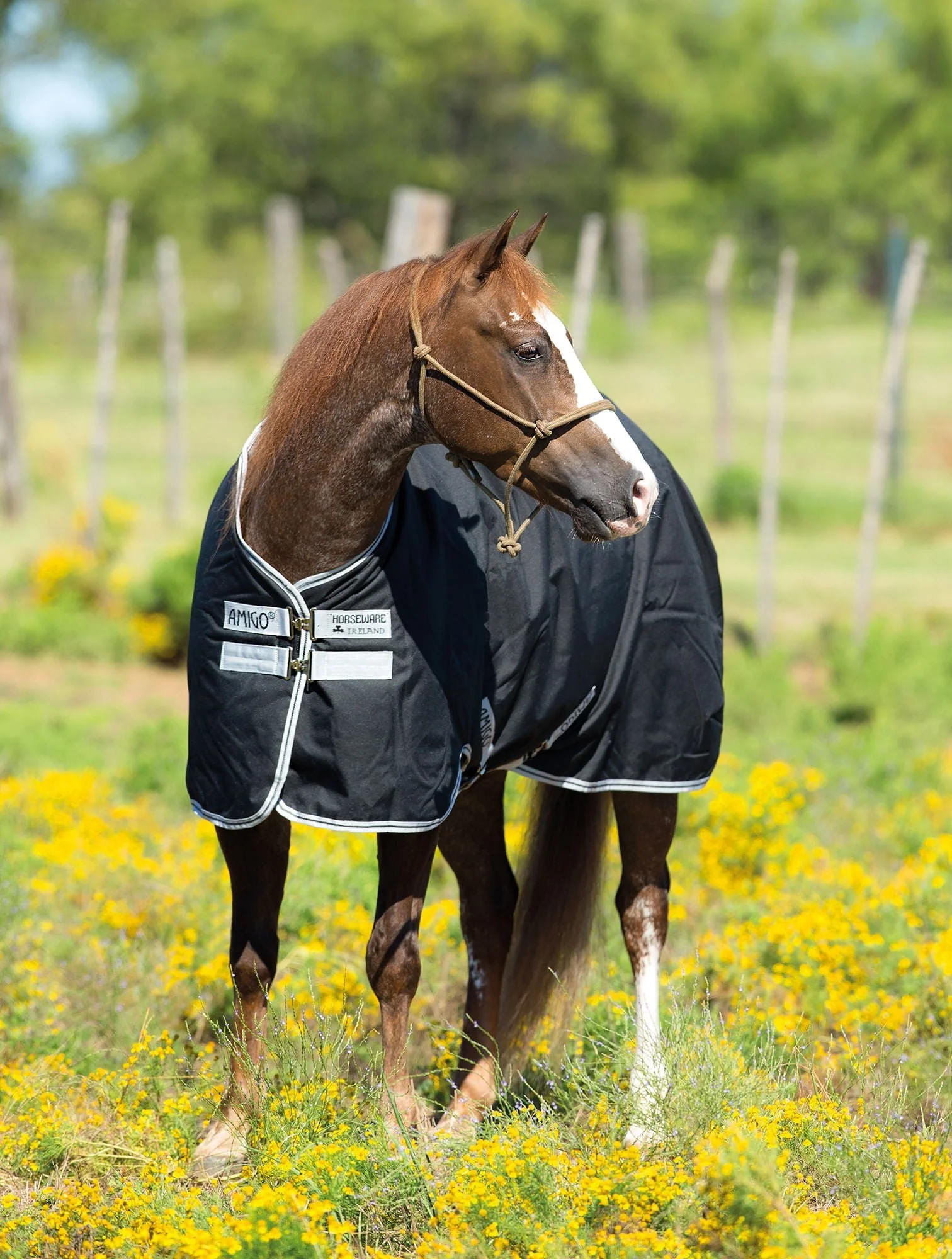 Amigo Stock Horse Lightweight Turnout Sheet - Pet's Shop