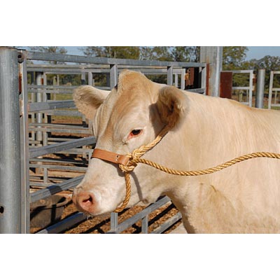 Economy Rope Halter with Leather Nose Band - Pet's Shop