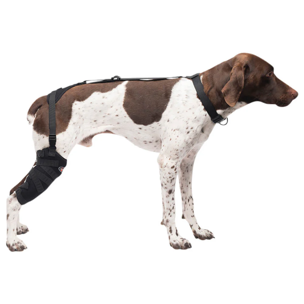 Caldera Pet Therapy Tall Stifle Wrap with Therapy Gel - Pet's Shop